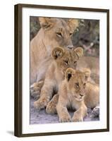 Lioness and Cubs, Okavango Delta, Botswana-Pete Oxford-Framed Premium Photographic Print