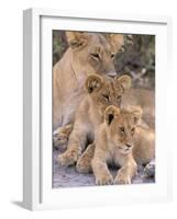 Lioness and Cubs, Okavango Delta, Botswana-Pete Oxford-Framed Photographic Print