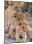 Lioness and Cubs, Okavango Delta, Botswana-Pete Oxford-Mounted Photographic Print