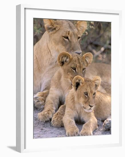 Lioness and Cubs, Okavango Delta, Botswana-Pete Oxford-Framed Photographic Print