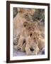 Lioness and Cubs, Okavango Delta, Botswana-Pete Oxford-Framed Photographic Print