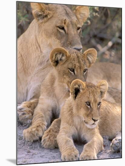 Lioness and Cubs, Okavango Delta, Botswana-Pete Oxford-Mounted Photographic Print