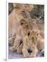 Lioness and Cubs, Okavango Delta, Botswana-Pete Oxford-Framed Photographic Print