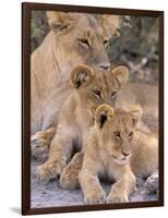 Lioness and Cubs, Okavango Delta, Botswana-Pete Oxford-Framed Photographic Print
