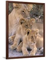 Lioness and Cubs, Okavango Delta, Botswana-Pete Oxford-Framed Photographic Print