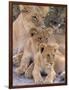 Lioness and Cubs, Okavango Delta, Botswana-Pete Oxford-Framed Photographic Print