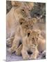 Lioness and Cubs, Okavango Delta, Botswana-Pete Oxford-Mounted Photographic Print