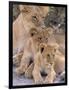 Lioness and Cubs, Okavango Delta, Botswana-Pete Oxford-Framed Photographic Print