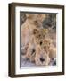 Lioness and Cubs, Okavango Delta, Botswana-Pete Oxford-Framed Premium Photographic Print