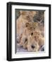 Lioness and Cubs, Okavango Delta, Botswana-Pete Oxford-Framed Premium Photographic Print