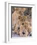 Lioness and Cubs, Okavango Delta, Botswana-Pete Oxford-Framed Photographic Print