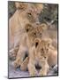 Lioness and Cubs, Okavango Delta, Botswana-Pete Oxford-Mounted Photographic Print