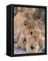 Lioness and Cubs, Okavango Delta, Botswana-Pete Oxford-Framed Stretched Canvas