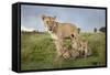 Lioness and Cubs-null-Framed Stretched Canvas
