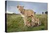 Lioness and Cubs-null-Stretched Canvas