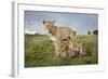 Lioness and Cubs-null-Framed Photographic Print