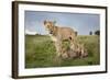 Lioness and Cubs-null-Framed Photographic Print