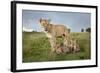 Lioness and Cubs-null-Framed Photographic Print