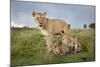 Lioness and Cubs-null-Mounted Photographic Print