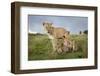 Lioness and Cubs-null-Framed Photographic Print