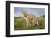 Lioness and Cubs-null-Framed Photographic Print