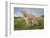 Lioness and Cubs-null-Framed Photographic Print