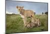 Lioness and Cubs-null-Mounted Photographic Print