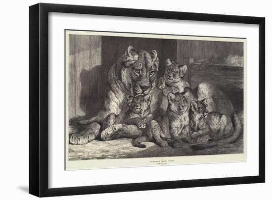 Lioness and Cubs-Samuel John Carter-Framed Giclee Print