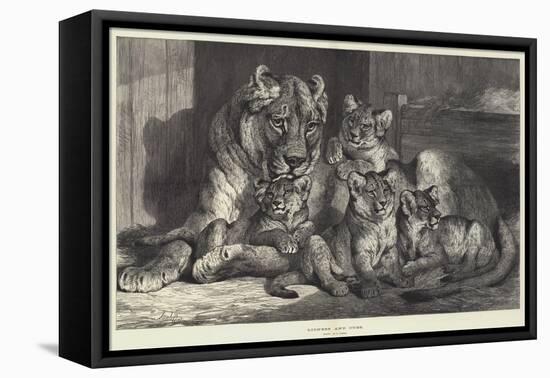 Lioness and Cubs-Samuel John Carter-Framed Stretched Canvas