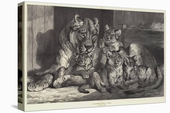 Lioness and Cubs-Samuel John Carter-Stretched Canvas