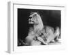 Lioness and Her Cub-null-Framed Photographic Print
