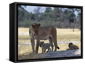 Lioness and Her Two Cubs Play on a Shaded Mound in the Moremi Wildlife Reserve-Nigel Pavitt-Framed Stretched Canvas