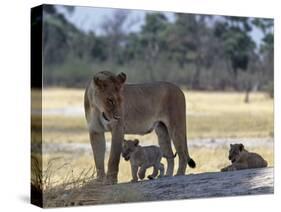 Lioness and Her Two Cubs Play on a Shaded Mound in the Moremi Wildlife Reserve-Nigel Pavitt-Stretched Canvas