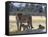 Lioness and Her Two Cubs Play on a Shaded Mound in the Moremi Wildlife Reserve-Nigel Pavitt-Framed Stretched Canvas