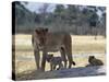 Lioness and Her Two Cubs Play on a Shaded Mound in the Moremi Wildlife Reserve-Nigel Pavitt-Stretched Canvas