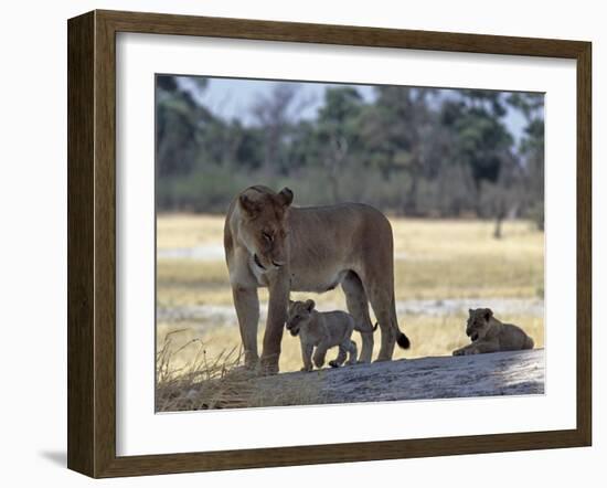 Lioness and Her Two Cubs Play on a Shaded Mound in the Moremi Wildlife Reserve-Nigel Pavitt-Framed Photographic Print