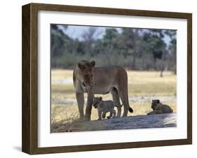 Lioness and Her Two Cubs Play on a Shaded Mound in the Moremi Wildlife Reserve-Nigel Pavitt-Framed Photographic Print