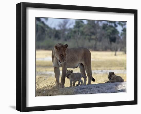 Lioness and Her Two Cubs Play on a Shaded Mound in the Moremi Wildlife Reserve-Nigel Pavitt-Framed Photographic Print