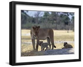 Lioness and Her Two Cubs Play on a Shaded Mound in the Moremi Wildlife Reserve-Nigel Pavitt-Framed Photographic Print