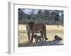 Lioness and Her Two Cubs Play on a Shaded Mound in the Moremi Wildlife Reserve-Nigel Pavitt-Framed Photographic Print