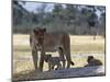 Lioness and Her Two Cubs Play on a Shaded Mound in the Moremi Wildlife Reserve-Nigel Pavitt-Mounted Photographic Print