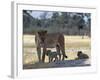 Lioness and Her Two Cubs Play on a Shaded Mound in the Moremi Wildlife Reserve-Nigel Pavitt-Framed Photographic Print