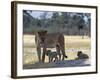 Lioness and Her Two Cubs Play on a Shaded Mound in the Moremi Wildlife Reserve-Nigel Pavitt-Framed Photographic Print