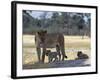 Lioness and Her Two Cubs Play on a Shaded Mound in the Moremi Wildlife Reserve-Nigel Pavitt-Framed Photographic Print