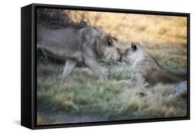 Lioness and Juvenile Nuzzling in Grassland, Botswana, Africa-Sheila Haddad-Framed Stretched Canvas