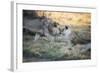 Lioness and Juvenile Nuzzling in Grassland, Botswana, Africa-Sheila Haddad-Framed Photographic Print