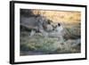 Lioness and Juvenile Nuzzling in Grassland, Botswana, Africa-Sheila Haddad-Framed Photographic Print