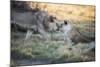 Lioness and Juvenile Nuzzling in Grassland, Botswana, Africa-Sheila Haddad-Mounted Photographic Print