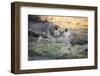 Lioness and Juvenile Nuzzling in Grassland, Botswana, Africa-Sheila Haddad-Framed Photographic Print