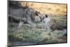 Lioness and Juvenile Nuzzling in Grassland, Botswana, Africa-Sheila Haddad-Mounted Photographic Print